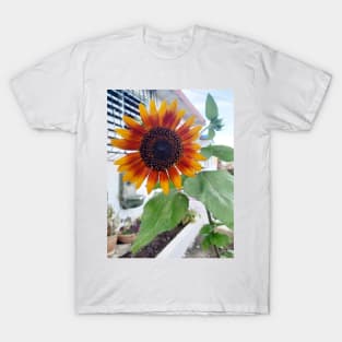 girasol precioso T-Shirt